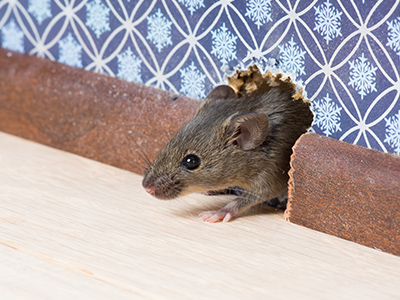 Rodent Control – Mice and Rats - Maine Bed Bugs and Pest Control