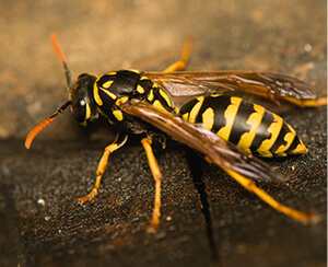 Wasps.